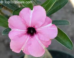 Image result for Adenium boehmianum
