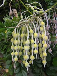 Image result for Sophora velutina