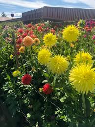 Silverdale Post Office Garden Is Looking Kitsap County Dahlia Society Kcds Facebook