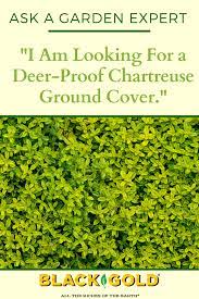 I Am Looking For A Deer Proof Chartreuse Ground Cover Ground Cover Deer Proof Chartreuse