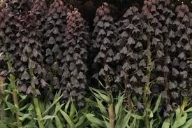 You discover a delicate flower bed home to a variety of different colored flora and you decide to pick one for yourself. The 15 Best Black Flowers Thursd