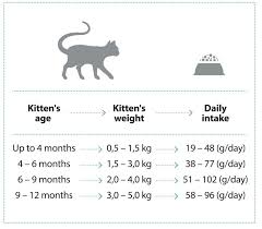 Kitten Food For Cats Cat And Dog Feeds Natures