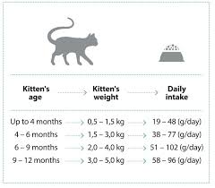 kitten food for cats cat and dog feeds natures