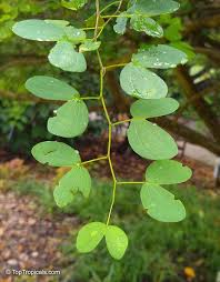 Image result for Bauhinia bowkeri