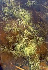 Image result for Stuckenia