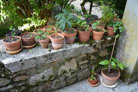 Menue, rondelette, elle a toujours fait preuve d'une volonté de fer et d'un optimisme à tout casser, mélange parfois explosif, en effet. Comment Demarrer Son Premier Bonsai