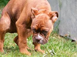 Laß den hund vom tierarzt untersuchen,es kann sein das durch die analfisteln und die entzündung bakterien in die harnwege gelangt sind,zb wenn die hündin sich sauber leckt. Stubenreinheit