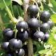 Beyond Permaculture: A Practical Guide to Food...