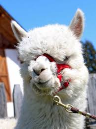 A sailor from venice named rustichello is in a jail in genoa, listening to incredible stories from a fellow prisoner. Roy Marco Polo Huacaya Alpaka Sold Animals Alpacas Kaserhof Renon