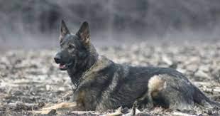 Check spelling or type a new query. Sable German Shepherds Gerdeshaus Texas German Shepherd Breeder Sable German Shepherd Baby German Shepherds German Shepherd Breeders