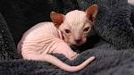 Baby Sphynx Kittens
