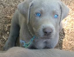 All puppies under six months of age at rockin' b ranch eat diamond puppy food (dry food). Choc Labs For Sale In Pa Petswall