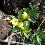 Image result for Justicia odora