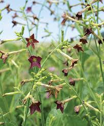 Image result for Nicotiana