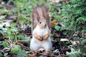 Wild Animals Are Not Pets Wildlife Rescue League