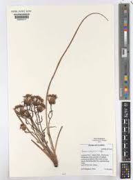 Image result for Senecio pachyrhizus