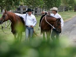 Dan steers from double dan horsemanship demonstrates in an instructional video the art of 'teaching the lay down'. Double Dans Gidgee Eyes Sunglasses For Equestrians