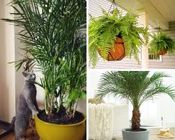 Sinningia speciosa plants are popular gift plants, especially around holidays like valentine's day and mother's day. 12 Indoor Plants That Clean The Air And Are Safe For Cats Balancing Bucks