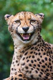 What Does The Cheetah Say By Darksoul4life On Deviantart Animals Wild Cats Cute Animals