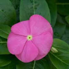 Image result for Catharanthus