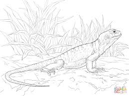 They will love these coloring sheets from dragon coloring pages. Common Collared Lizard Coloring Page Supercoloring Com Dragon Coloring Page Lizard Coloring Pages Coloring Animals
