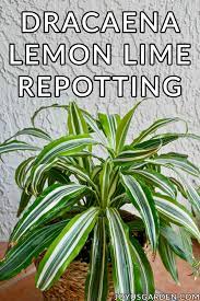 Lemon lime farmer's surprise definition / meaning should not be considered complete, up to date, and is not intended to be used in place of a visit, consultation, or advice of a legal, medical, or. How To Repot Dracaena Lemon Lime Joy Us Garden