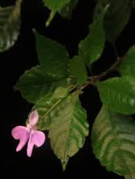 Image result for Impatiens hochstetteri