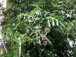 Daisy tree (montanoa bipinnatifida) 3452.jpg 3,008 × 2,000; Herbarium