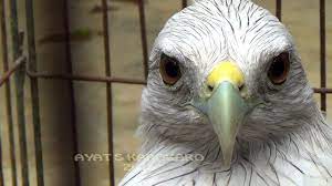 Elang jawa (spizaetus bartelsi) merupakan burung yang ditetapkan sebagai maskot satwa langka di indonesia sejak tahun 1992. Mengharukan Orang Ini Menyerahkan Elang Ular Bido Di Pameran Foto Elang Mongabay Co Id