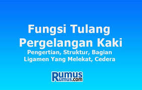 Terdapat beberapa sendi dalam tubuh yang hanya memberikan sedikit. Fungsi Tulang Pergelangan Kaki Pengertian Struktur Gambar Cedera