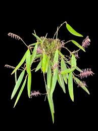 Image result for Microcoelia exilis