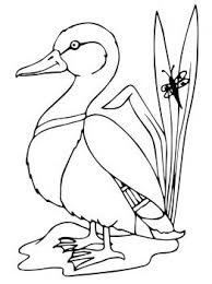 Mallard Duck Coloring Pages Animal Coloring Pages Animal Outline