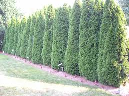 Landscape architect bruce holliday (www.landscapeplansplus.com) says the best spacing is two staggered rows of leyland cypress planted 15 feet apart. 6 Screening Plants That Aren T Leyland Cypress Revolutionary Gardens