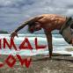 Animal Flow Seminar event image
