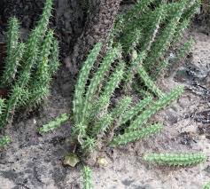 Image result for Duvalia polita