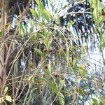 Image result for Aniseia martinicensis