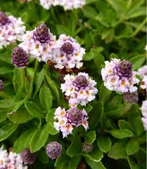 Image result for Lippia