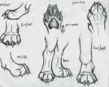Wolf Paw Sketches