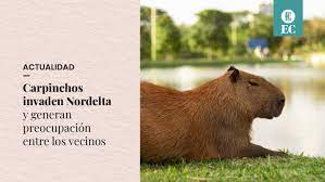 The capybara is twice that big—the biggest rodent on earth. N1u4irncvhgpdm