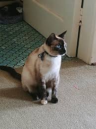 We also have striped tabby kittens; How Gorgeous Is This Girl She Is A Nz Lynx Point Siamese Other Special Cats Facebook