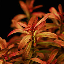 Image result for Rotala submersa