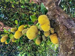 Image result for Artocarpus heterophyllus