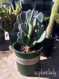 Both of these species are considered fishbone cactus even though they are slightly different plants. Care Of Cacti And Succulents In The Desert Garden