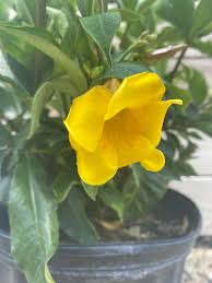 Image result for Allamanda schottii