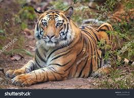 Bengal Tiger Is A Panthera Tigris Tigris Population Native To The Indian Subcontinent Ad Affiliate Panthera Tigris Bengal Tige Bengal Tiger Tiger Bengal