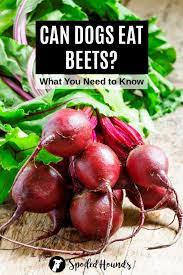 Can Dogs Eat Beets What To Know About Dogs And Beets Can Dogs Eat Eating Raw Beets Can Dogs Eat Oranges