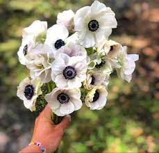 Anemone Flower Anemone Flower Online Wedding Flowers Flowers For Sale