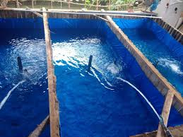 Kenapa Air Rendaman Kolam Lele Tidak Hijau Forum Agrohorti
