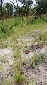 Image result for Andropogon schirensis