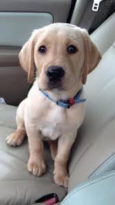 Labrador Retriever Labrador Dog Dogguide4u Labradorretrieveryellow Dog Dogguide4u Labrador Labradorretr Labrador Retrievers Labradors Kopek Turleri